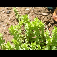 Gaillet croisette, Galium cruciata (2)